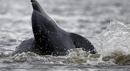 Dead dolphin on Smaland beach a mystery
