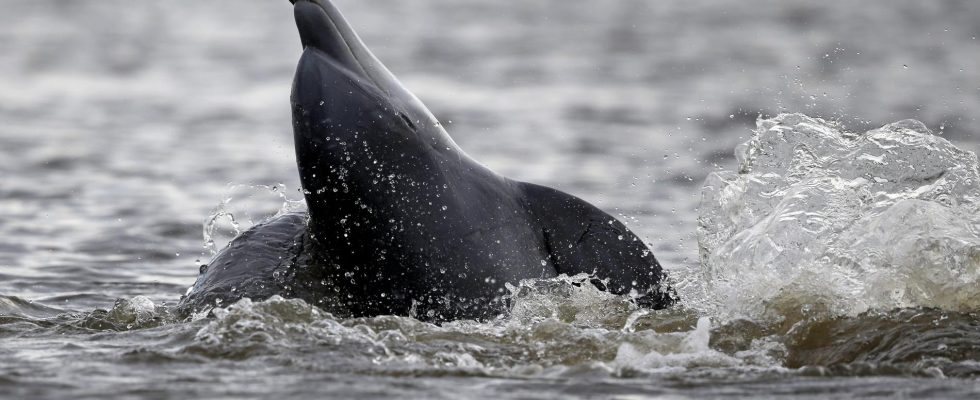 Dead dolphin on Smaland beach a mystery