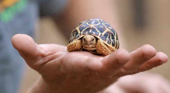 Do turtles really hide in their shells