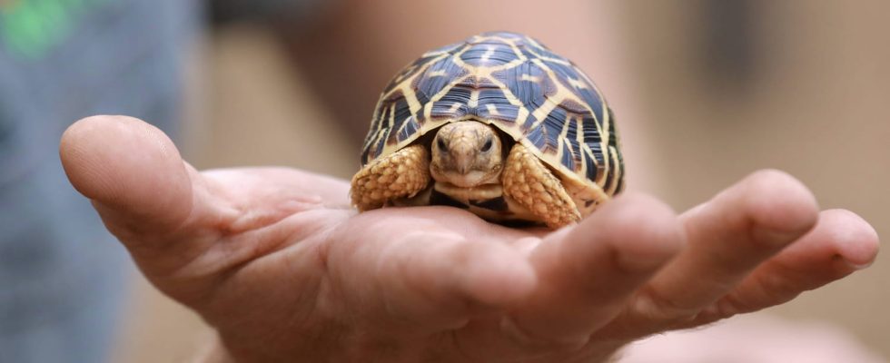 Do turtles really hide in their shells