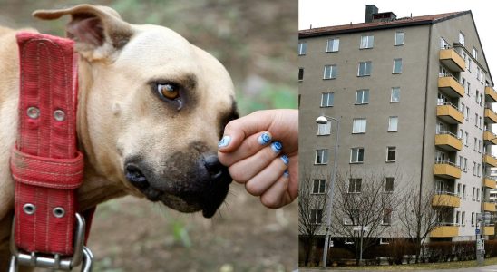 Dog was thrown from the third floor back with