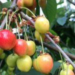 Environment or cherries with the ban on pesticides the grower