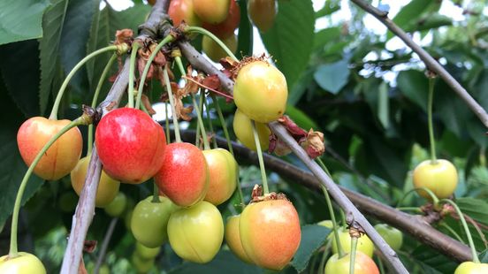 Environment or cherries with the ban on pesticides the grower