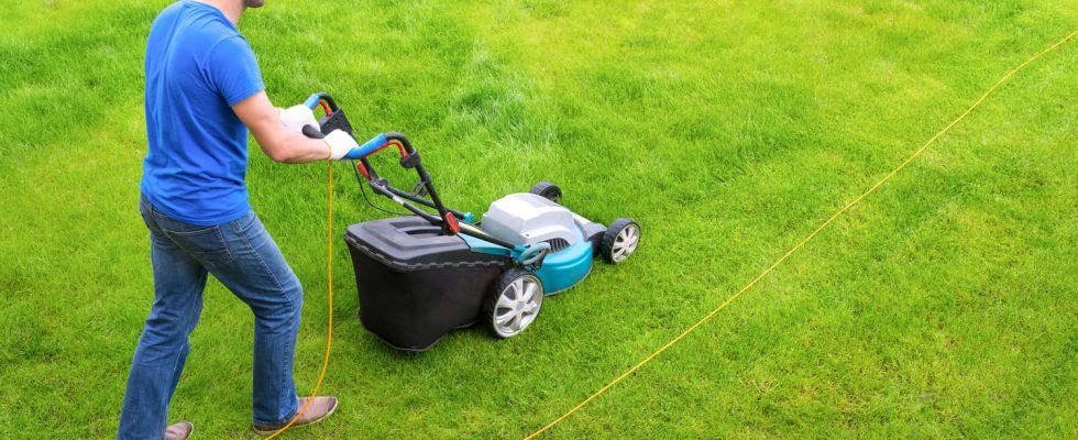 Gardeners use a cotton swab to mow their lawn