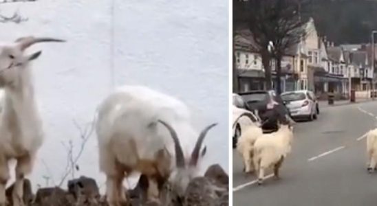 Goats that took over streets in Wales have died after
