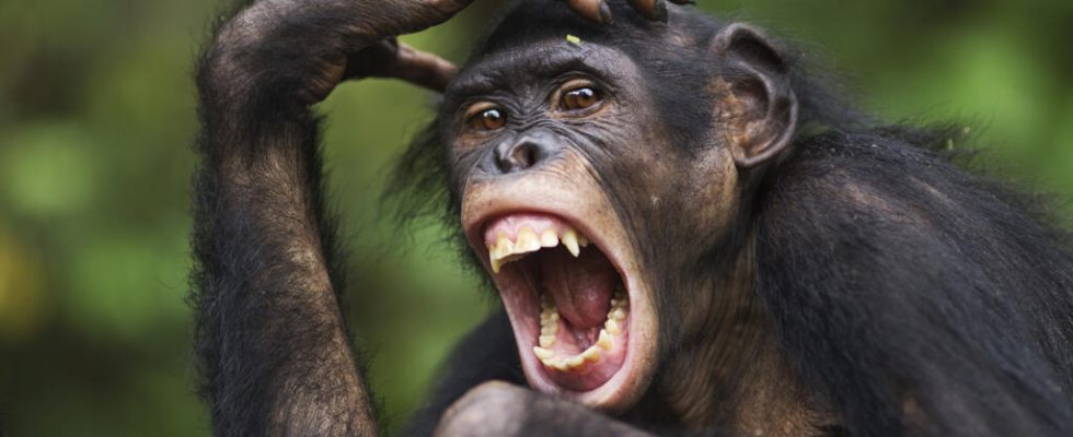 Great apes threatened by mining projects in Africa