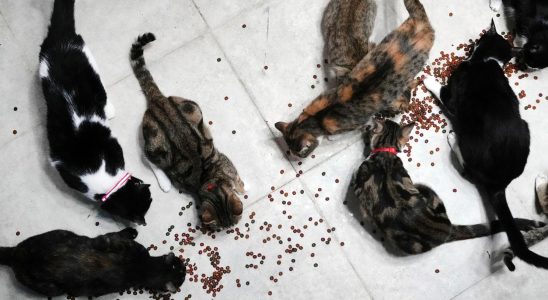 Had 159 cats in apartment – ​​French couple sentenced
