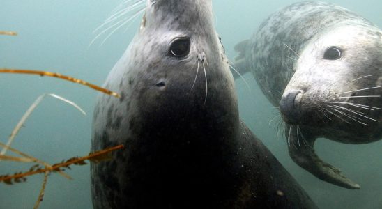 Halved license hunting of gray seals