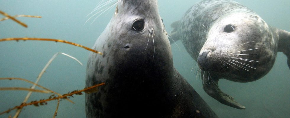 Halved license hunting of gray seals