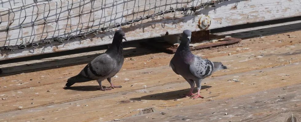 Have you ever wondered why we dont see young pigeons