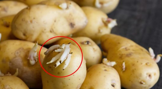 Health This Reason You Shouldnt Eat Sprouted Potatoes