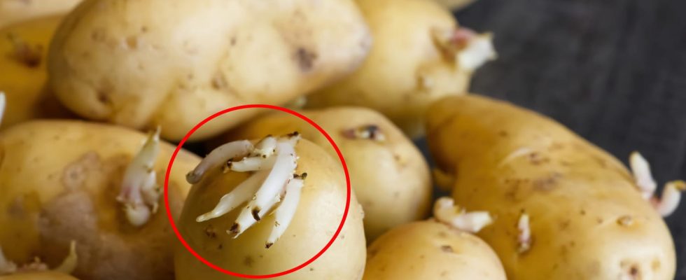 Health This Reason You Shouldnt Eat Sprouted Potatoes