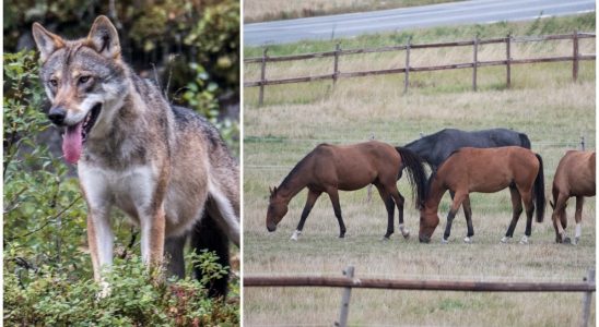 Horses killed in wolf attack