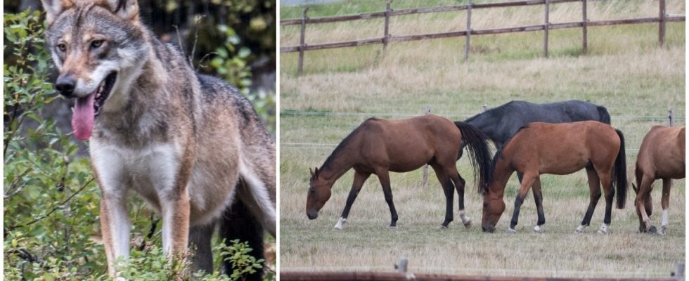 Horses killed in wolf attack