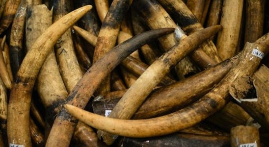 Internet ivory trade continues in the EU despite restrictions