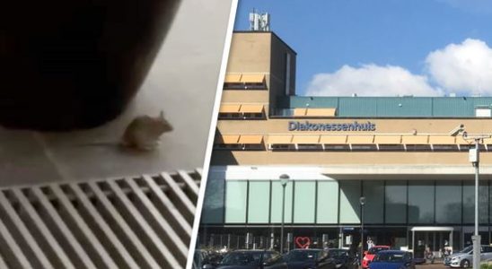Mice problem in the hospital vermin in the Diakonessenhuis restaurant