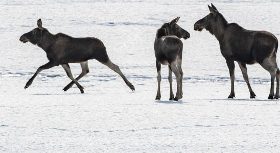 Moose sending attracts thousands – gives positive feeling