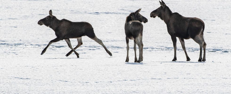 Moose sending attracts thousands – gives positive feeling