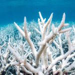 Near Madagascar coral reefs also threatened by the phenomenon of