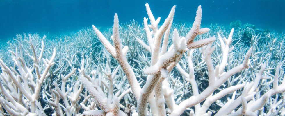 Near Madagascar coral reefs also threatened by the phenomenon of