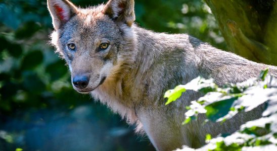 New protection hunt for the Scanian wolf