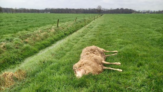 Nine dead sheep found at estate in Leusden suspected wolf