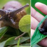 Now the killer snails are back – unusually early