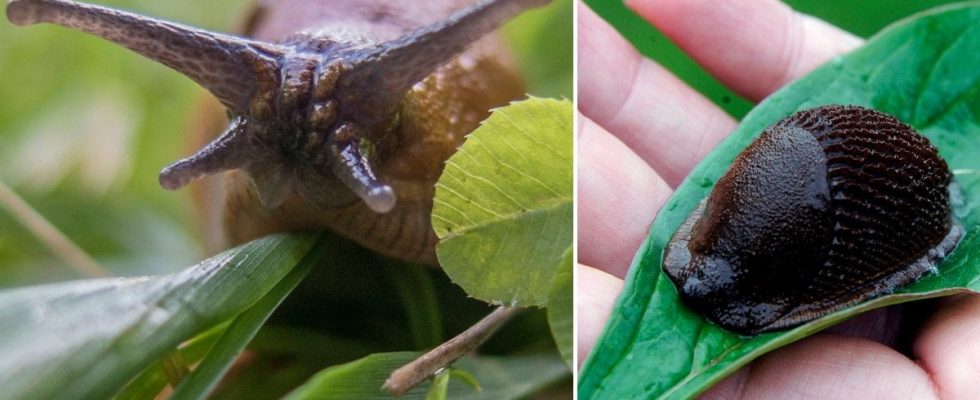 Now the killer snails are back – unusually early