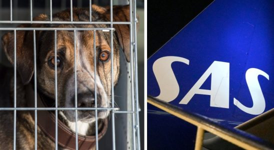 Rage against SAS Sending dogs to death