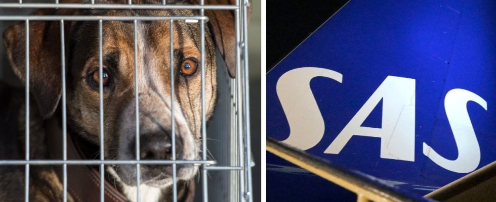 Rage against SAS Sending dogs to death
