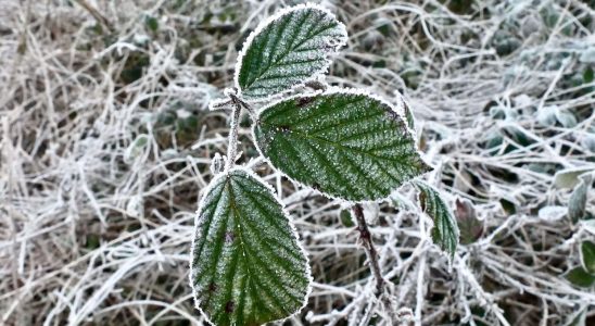 Return of frost coldest day temperatures drop below 0 degrees