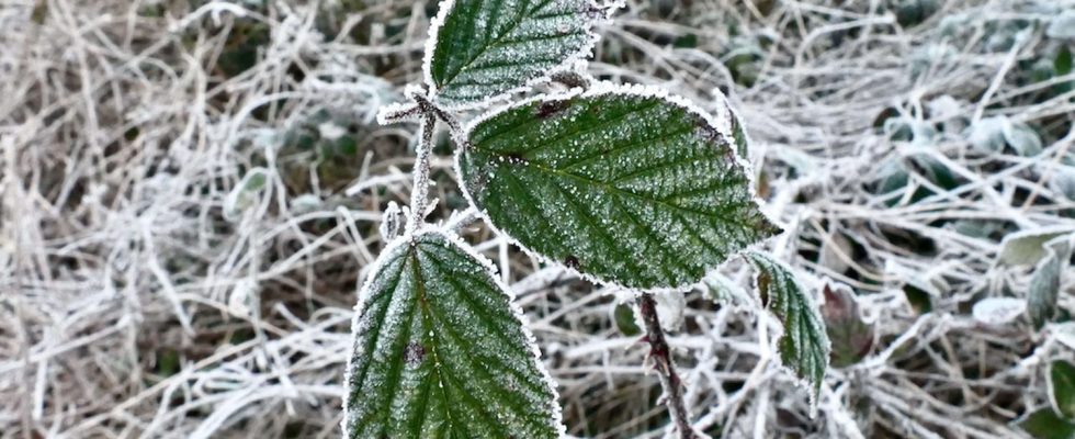 Return of frost coldest day temperatures drop below 0 degrees