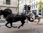 Runaway horses galloped in central London several injured