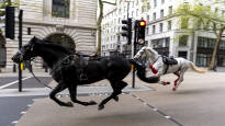 Runaway horses galloped in central London several injured