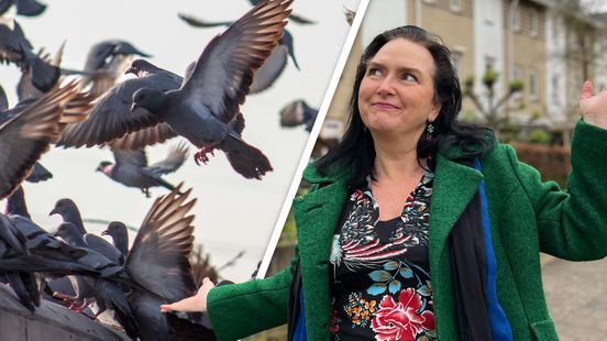 Screaming crazy about pigeons residents in Houten hope they will