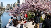 See the pictures Cherry trees blossom for only a moment
