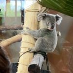 Sooo cute The public welcomes three koalas in Ouwehands with