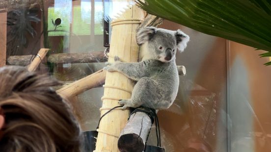 Sooo cute The public welcomes three koalas in Ouwehands with