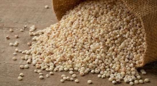Sorghum does this cereal really help reduce belly fat
