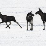 The audience of the great moose migration is studied in