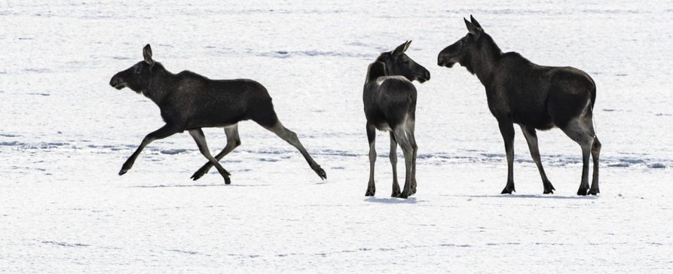 The audience of the great moose migration is studied in