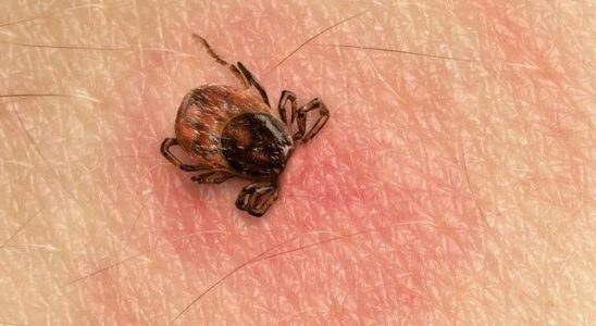 The first tick case of the year was seen Experts