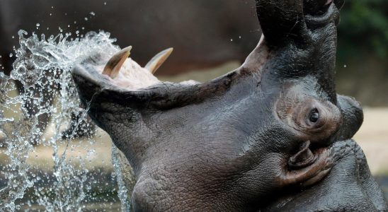The male hippo at the zoo was female
