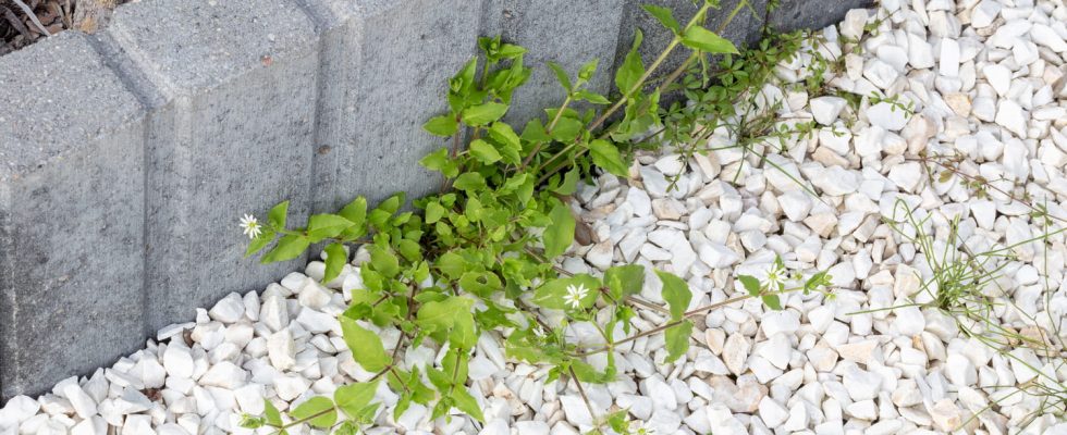 This is the easiest method to kill weeds naturally without