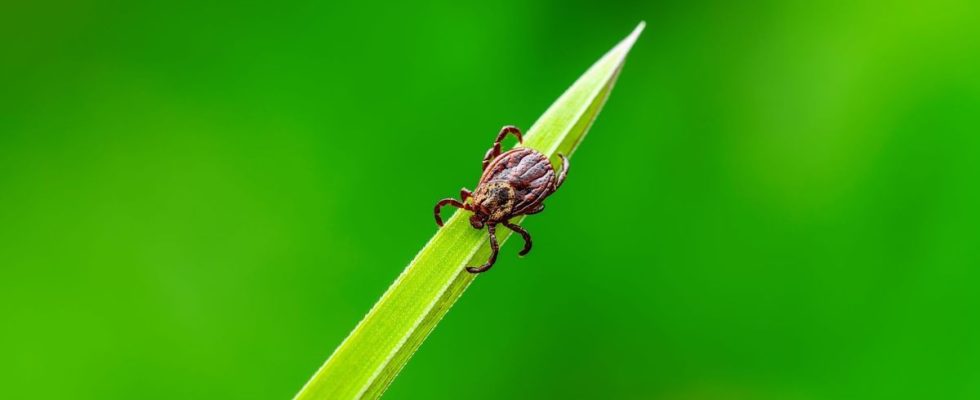 Transmitted by ticks a worrying virus is circulating in the
