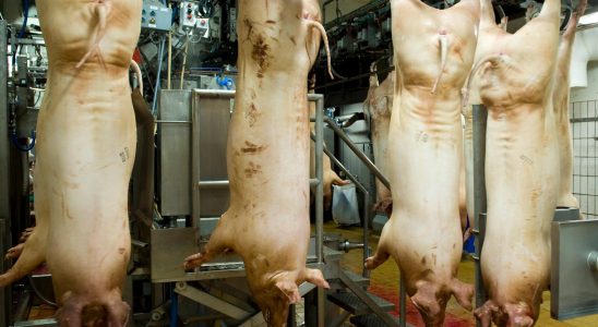 Two are sentenced for animal cruelty at a slaughterhouse