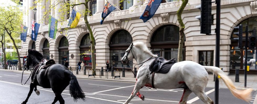 Two horses ran loose in London seriously injured