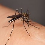 Upsurge in dengue cases in mainland France How to protect