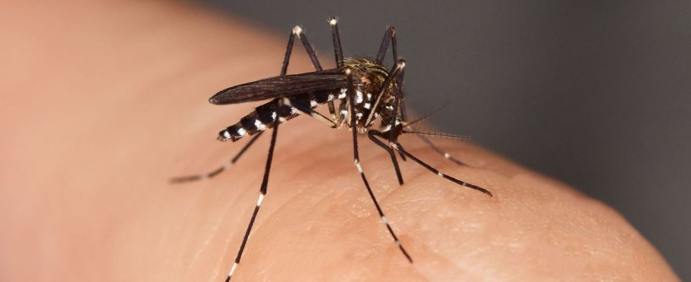 Upsurge in dengue cases in mainland France How to protect