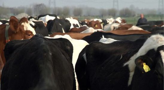 Utrecht dairy farmers receive support from the province in becoming